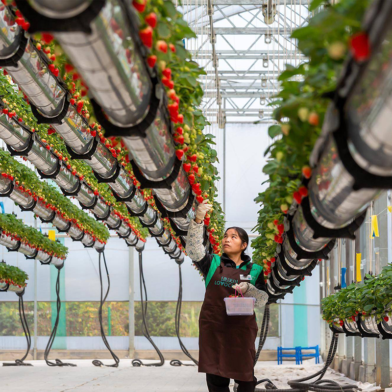 威海市植物工厂空中草莓 - 厂家